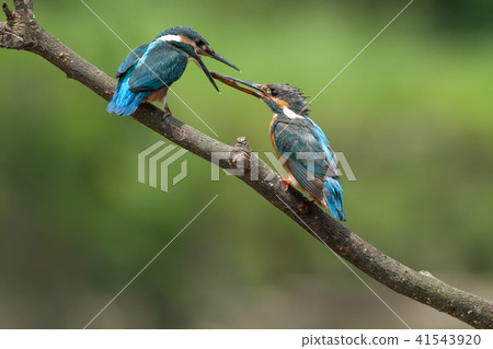 翠鳥,鳥,魚狗 41543920