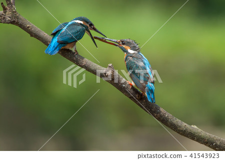 翠鳥,鳥,魚狗 翠鳥,鳥,魚狗 41543923