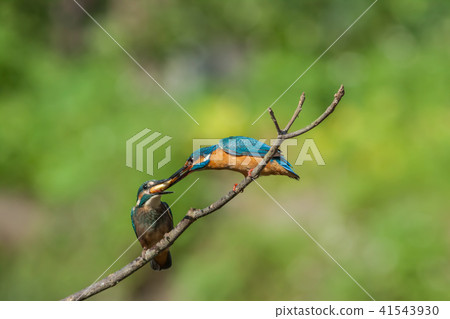 翠鳥,鳥,魚狗 41543930