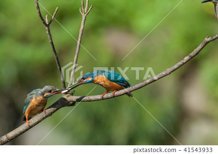 翠鳥,鳥,魚狗 41543933