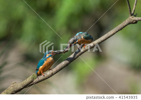 翠鳥,鳥,魚狗 41543935