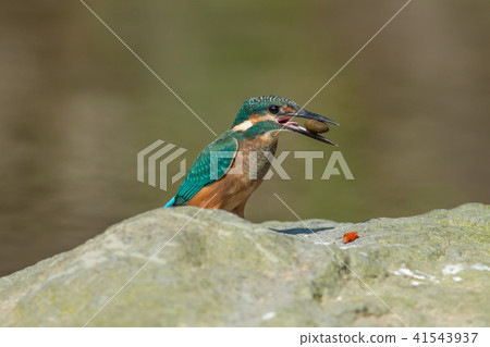 翠鳥,鳥,魚狗 翠鳥,鳥,魚狗 41543937