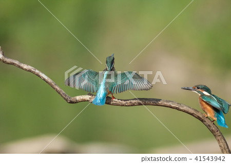 翠鳥,鳥,魚狗 翠鳥,鳥,魚狗 41543942