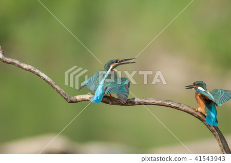 翠鳥,鳥,魚狗 41543943