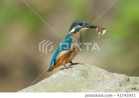 翠鳥,鳥,魚狗 翠鳥,鳥,魚狗 41543951