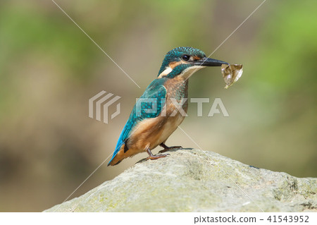 翠鳥,鳥,魚狗 41543952