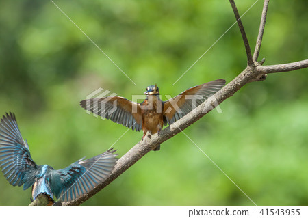 翠鳥,鳥,魚狗 41543955