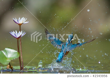 Kingfisher, bird, fish dog Kingfisher, bird, fish dog 41543956