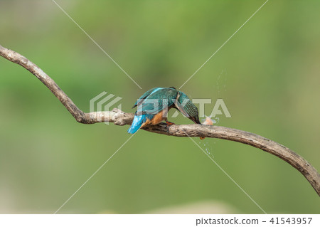 翠鳥,鳥,魚狗 41543957