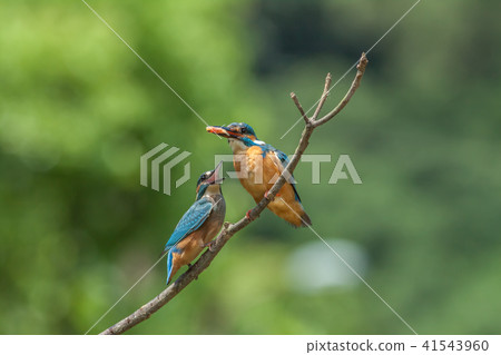 翠鳥,鳥,魚狗 41543960