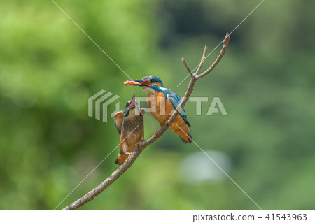 翠鳥,鳥,魚狗 41543963