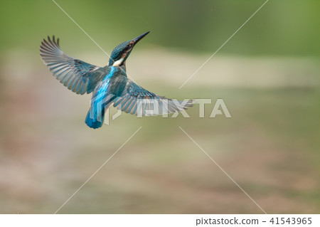 翠鳥,鳥,魚狗 41543965