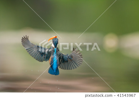 翠鳥,鳥,魚狗 翠鳥,鳥,魚狗 41543967