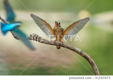 翠鳥,鳥,魚狗 41543973