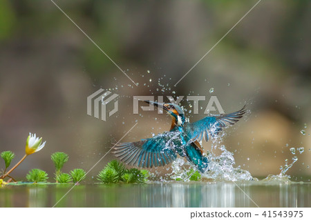 Kingfisher, bird, fish dog Kingfisher, bird, fish dog 41543975