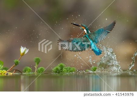 翠鳥,鳥,魚狗 41543976