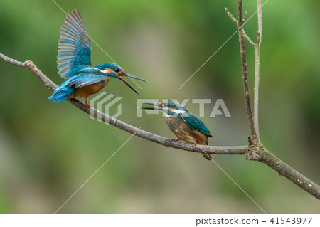 翠鳥,鳥,魚狗 41543977