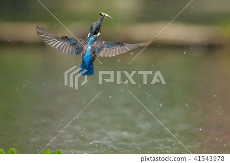 翠鳥,鳥,魚狗 41543978