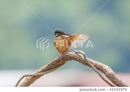 翠鳥,鳥,魚狗 41543979