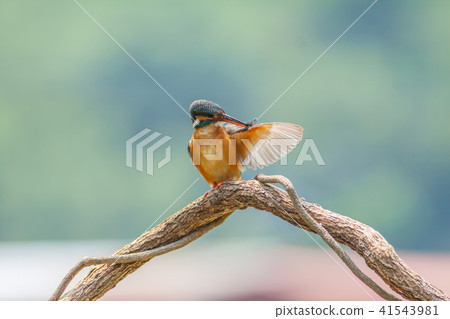 翠鳥,鳥,魚狗 41543981