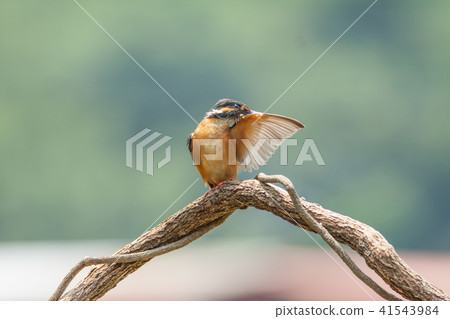 翠鳥,鳥,魚狗 41543984