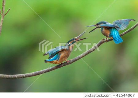 翠鳥,鳥,魚狗 41544007