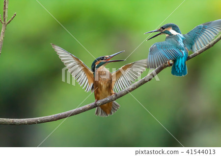 翠鳥,鳥,魚狗 翠鳥,鳥,魚狗 41544013