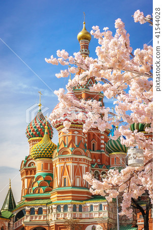 beautiful view of St. Basil's Cathedral. The bloom of Sakura in Moscow. spring season. Russia, the 41544028