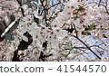 Cherry Blossoms	 41544570