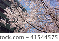 Cherry Blossoms	 41544575