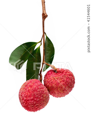 Pair of Fresh Lychee with Leaves and a Branch. Pair of Fresh Lychee with Leaves and a Branch. 41544601