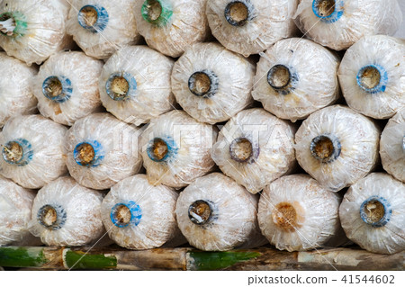 The Angel Mushrooms Cultivation. The Angel Mushrooms Cultivation. 41544602