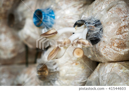 The Angel Mushrooms Cultivation. The Angel Mushrooms Cultivation. 41544603