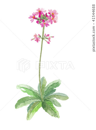 Giant grass clinkle 41544688