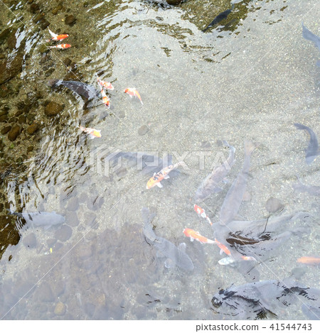 池塘的鯉魚 池塘的鯉魚 41544743