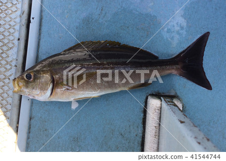 Isaki Isaki 41544744