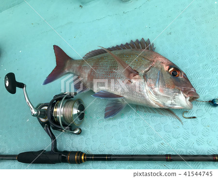 Red snapper Red snapper 41544745