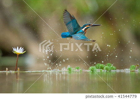 翠鳥,鳥,魚狗 41544779