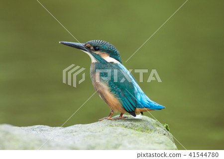 翠鳥,鳥,魚狗 41544780