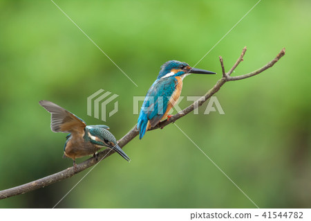 翠鳥,鳥,魚狗 翠鳥,鳥,魚狗 41544782