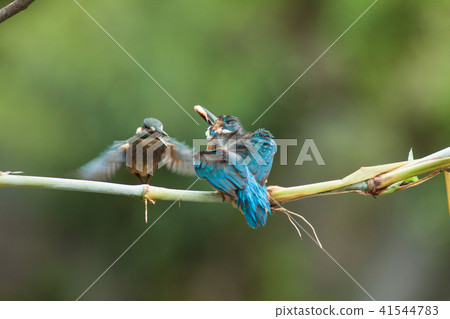 翠鳥,鳥,魚狗 41544783