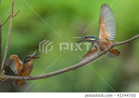 翠鳥,鳥,魚狗 41544788