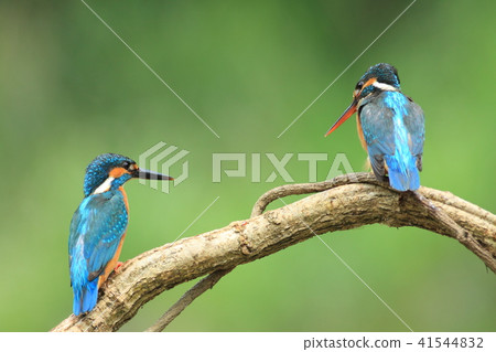 翠鳥,鳥,魚狗 翠鳥,鳥,魚狗 41544832