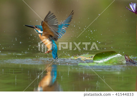 翠鳥,鳥,魚狗 翠鳥,鳥,魚狗 41544833