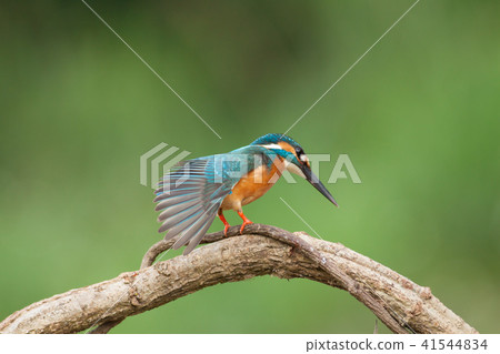 Kingfisher, bird, fish dog Kingfisher, bird, fish dog 41544834