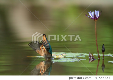 翠鳥,鳥,魚狗 41544837