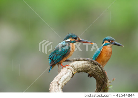 翠鳥,鳥,魚狗 41544844