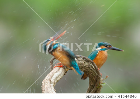 Kingfisher, bird, fish dog 41544846