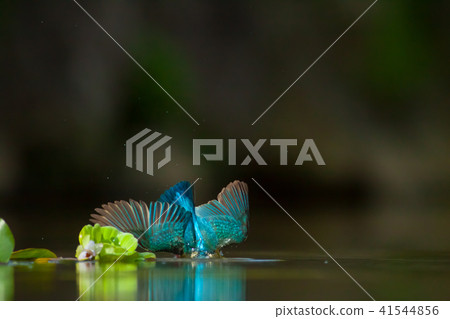 翠鳥,鳥,魚狗 41544856