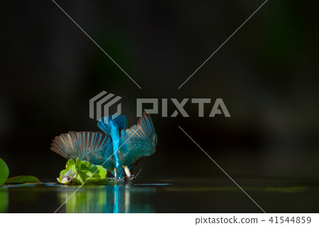 翠鳥,鳥,魚狗 翠鳥,鳥,魚狗 41544859